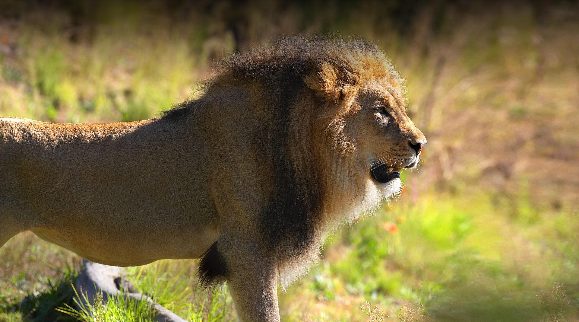 Male lion standing in lush grass.